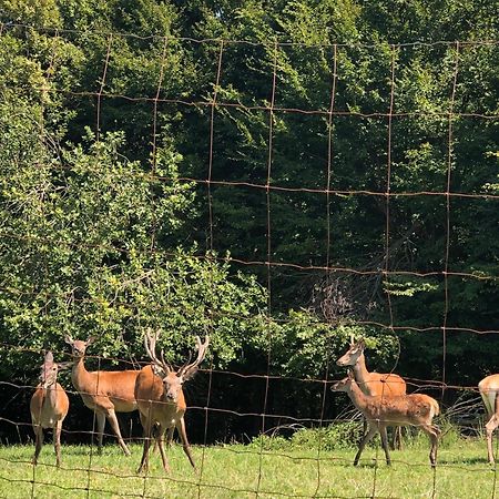 Farmhouse Lipoglav Loče pri Poljčanah Εξωτερικό φωτογραφία